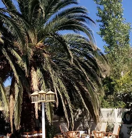 Palmiye *